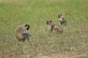 Green monkeys Chlorocebus sabaeus in a meadow. Niokolo Koba National Park. Tambacounda. Senegal.