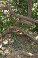Liana in a forest of Niokolo Koba National Park. Tambacounda. Senegal.