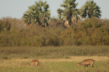 Fototapeta premium Sing-sing waterbuck Kobus ellipsiprymnus unctuosus. Females grazing. Niokolo Koba National Park. Tambacounda. Senegal.