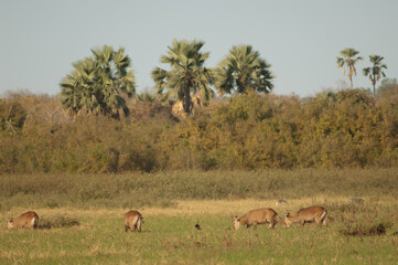 Sing-sing waterbuck Kobus ellipsiprymnus unctuosus. Females grazing. Niokolo Koba National Park. Tambacounda. Senegal.