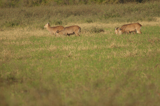 Sing-sing waterbuck Kobus ellipsiprymnus unctuosus. Females grazing. Niokolo Koba National Park. Tambacounda. Senegal.