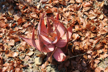 Aloe microstigma, a kind of succulent plant