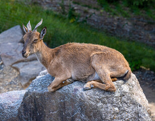Fototapeta premium Markor goat or Wild goat (Capra falconeri) lies on a rock