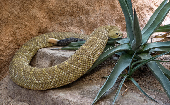 Mexican West Coast Rattlesnake or Mexican Green Rattler (Crotalus basiliscus), venomous snake, native to the west coast of Mexico, in captivity, Germany, Europe