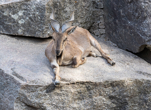 Markor goat or Wild goat (Capra falconeri) lies on a rock