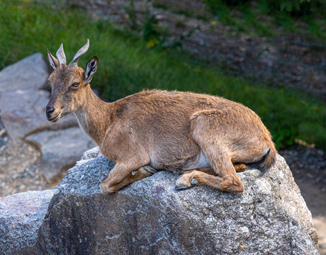 Markor goat or Wild goat (Capra falconeri) lies on a rock