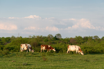 Naklejka na ściany i meble Cattle graze on pasture in spring against huge cumulonimbus cloud, cow farming in countryside and weather change
