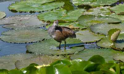 Young Moorhen (Gallinula chloropus) is running over the water lilies