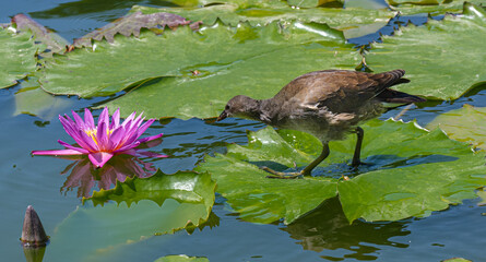 Young Moorhen (Gallinula chloropus) is running over the water lilies
