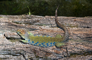 Ocellated lizard (Lacerta lepida or Timon lepidus) is a lizard endemic to southwestern Europe.