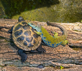 Ocellated lizard (Lacerta lepida or Timon lepidus) and a European pond terrapinon (Emys orbicularis) on a tree trunk.