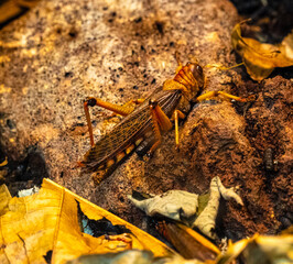 Side view of migratory locust in wilderness