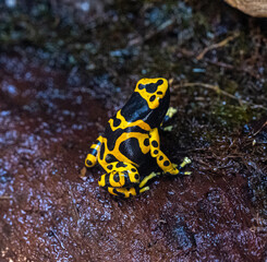 Yellow-banded poison dart frog or yellow-headed poison dart frog (Dendrobates leucomelas). Tropical frog living in South America.
