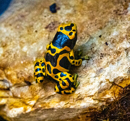 Yellow-banded poison dart frog or yellow-headed poison dart frog (Dendrobates leucomelas). Tropical...