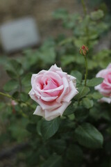 pink rose in a garden