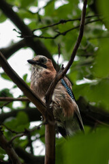 jay on a branch

