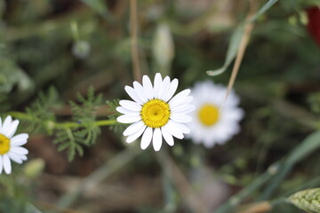 daisy in the garden