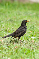 blackbird on the grass