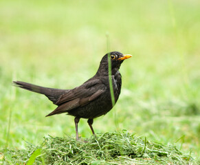 winged blackbird