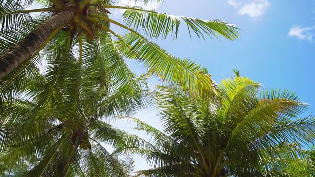 coconut palm tree on blue sky summer background.