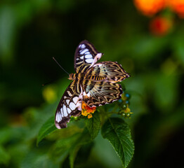 Clipper Parthenos sylvia violacea (Papilio sylvia) adult, enjoying fruit for lunch.