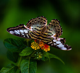 Obraz na płótnie Canvas Clipper Parthenos sylvia violacea (Papilio sylvia) adult, enjoying fruit for lunch.