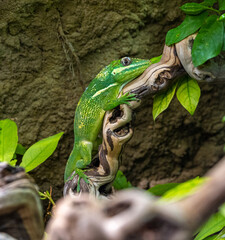 The knight anole (Anolis equestris) is the largest species of anole also called Cuban knight anole or Cuban giant anole