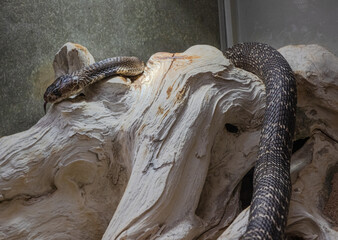 Indian or spectacled cobra (Naja naja) Naja is a genus of venomous elapid snakes.