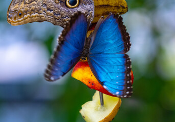 Morpho peleides, aka Peleides blue morpho or common morpho is a tropical butterfly.