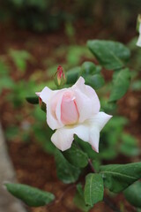 pink rose