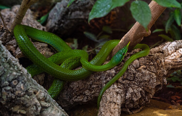 Vietnamese long-nosed snake (Gonyosoma boulengeri) on a branch, captive, Germany