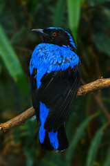 Asian Fairy Bluebird (Irene-puella-sikkimensis) Resting on a branch