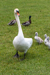 swan and her cubs in the grounds of Hohenschwangau castle