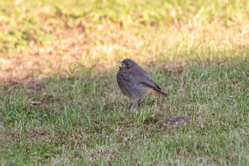 Common Redstart in a garden in Halblech in Bavaria