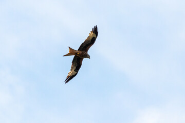 Black Kite flying in the sky of Bavaria