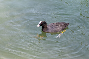 Eurasian Coot swimming on Lake Chiemsee, Bavaria