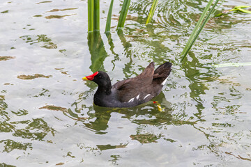 Common Moorhen swimming in the Czech Senate basin in Prague