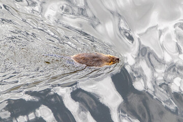 nutria crossing the Vltava in Prague