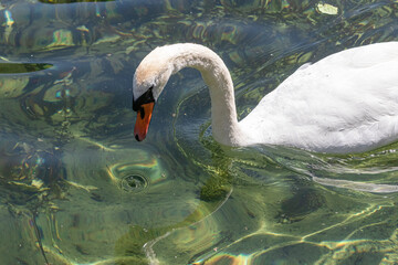 swan on lake Grundlsee, Austria