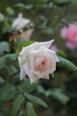 pink rose