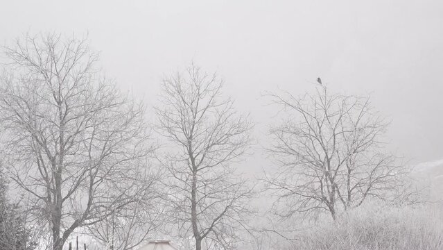 A lonesome crow is sitting peacefully on top of a dry, frost covered tree, when a sudden rooster's crowing is breaking the silence and he flies away. a tranquil, snowy white, foggy morning scene.