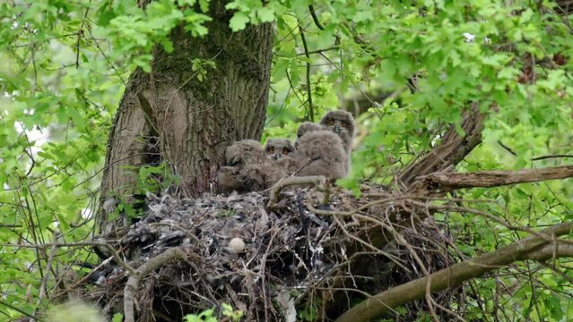 Eurasian eagle-owl (Bubo bubo), Chicks in a nest on a tree, Heinsberg, North Rhine-Westphalia, Germany