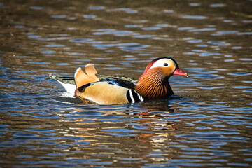 Mandarin On The Water