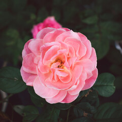 A clear pink rose flower blossom in the garden on a blurry background.