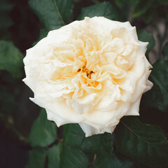 A clear vanilla color rose flower blossom in the garden on a blurry background.