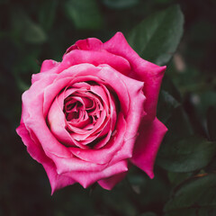 A clear pink rose flower blossom in the garden on a blurry background.