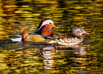 Mandarin Pair
