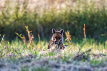 Fox With Hare