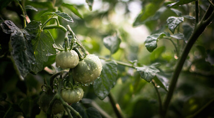 water drops on green tomatoes - chatomz photography
Tomato plants in greenhouse Green tomatoes plantation. Organic farming, young tomato plants growth in greenhouse.