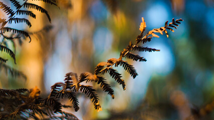 Macro de feuilles de fougère marrons, dans la forêt des Landes de Gascogne, en période hivernale